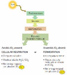 Review Photosynthesis is the process of incorporating energy from light into energy-rich molecules like glucose.