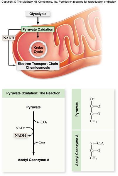 Pyruvate Oxidation Products of pyruvate oxidation include: -1 CO 2-1 NADH -1 acetyl-coa which