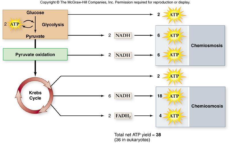35 Regulation of Respiration Regulation of aerobic respiration is by feedback inhibition -a step within glycolysis is allosterically