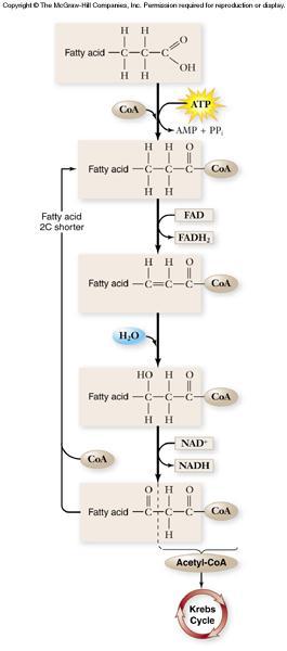 Catabolism of Protein & Fat Catabolism of fats: -fats broken down to fatty acids & glycerol -fatty acids converted