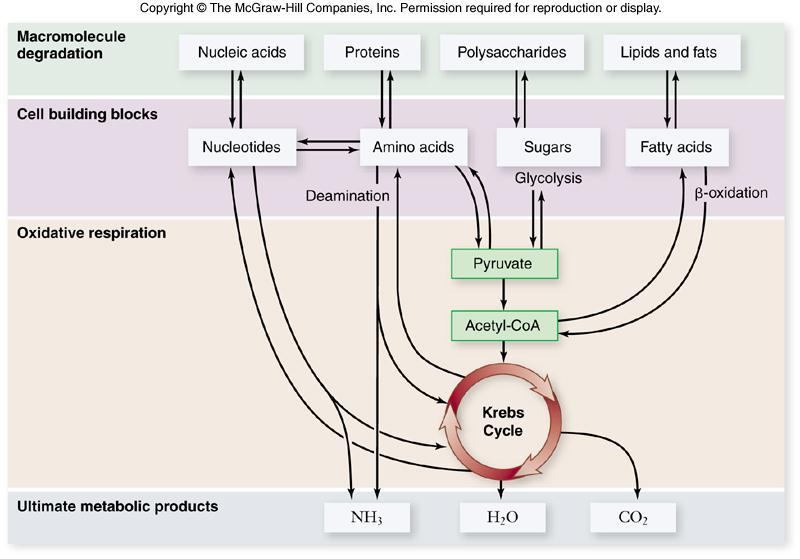 45 Evolution of Metabolism Hypothetical timeline for evolution of metabolism: 1. ability to store chemical energy in ATP 2. evolution of glycolysis 3.