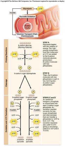 Glycolysis Glycolysis converts glucose to pyruvate -a 10-step biochemical pathway -occurs in cytoplasm -2 molecules of