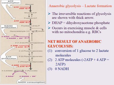 Thus 38 molecules of ATP are produced for every glucose molecule oxidized in aerobic respiration. 5.