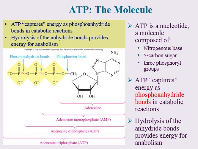 2. (a) Discuss the function of ATP in metabolism Adenosine triphosphate (ATP) is considered by biologists to be the energy currency of life.