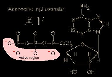 It is present in the cytoplasm and nucleoplasm of every cell, and essentially all the physiological mechanisms that require energy for operation obtain it directly from the stored ATP.