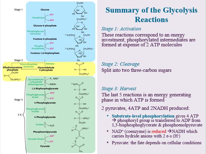 The Glycolytic pathway describes the oxidation of glucose to pyruvate with the generation of ATP and NADH(ie Nicotinamide adenine dinucleotide) Glycolysis is a universal pathway; present in all