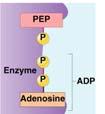 ADP ENERGY INVESTMENT Glycolysis summary endergonic invest some ENERGY PAYFF NET YIELD