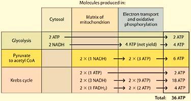 Cell Respiration - 10 Aerobic (Cellular) Respiration Summary The complete aerobic respiration of glucose requires the following: Glycolysis Pyruvate Oxidation and the Krebs cycle Electron transport