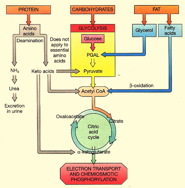 Cell Respiration - 13 Versatility of Metabolic Pathways We present aerobic respiration from its typical start with glycolysis using glucose fuel.