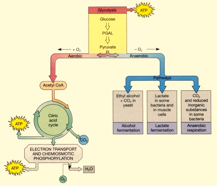 Cell Respiration - 2 Aerobic and Anaerobic Respiration Pathways Oxidation-Reduction Reactions in Cell Respiration The oxidations of fuel molecules in aerobic cell