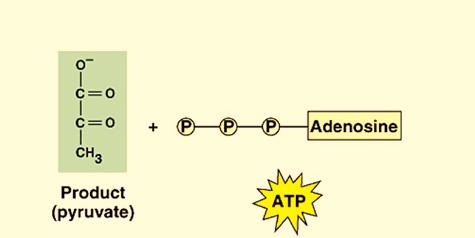 Electrons are passed through an electron transport chain to form ATP by chemiosmosis, a process sometimes called oxidative phosphorylation (or electron transport