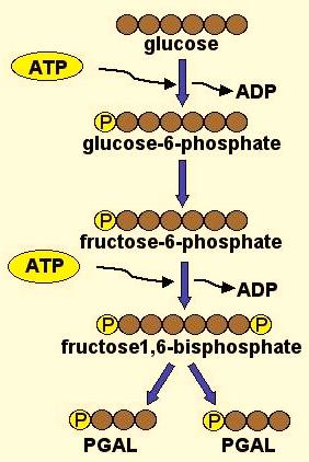 Cell Respiration - 4 Glycolysis Specifics Glucose + 2ATP + 2NAD + + 2ADP + 2P 2 Pyruvate + 2NADH + 4ATP* * Net gain of