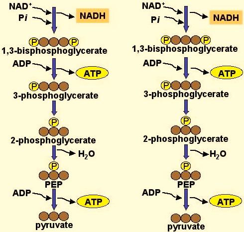 the net energy yield is 2 ATP The ATP generated is by substrate-level phosphorylation All steps are enzyme mediated