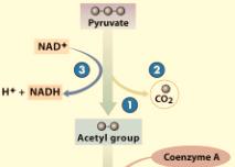 Cell Respiration - 6 Oxidation of Pyruvate to Acetyl The two Pyruvate molecules from the original glucose are transported into the inner matrix of the mitochondria by facilitated diffusion Each