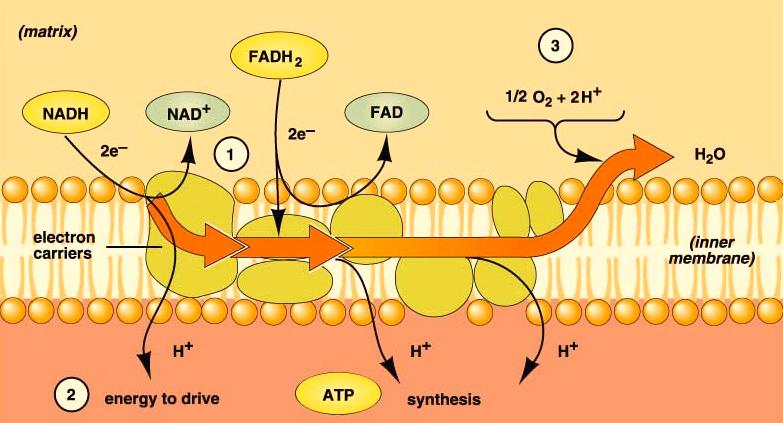 Cell Respiration - 8 Electron Transport Systems The enzymes, proteins and electron carriers needed to do electron transport are found in the inner membranes of the mitochondria.