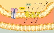 As the electrons are passed from one carrier to the next, the energy released is used to move their H + ions from the matrix through the inner membrane into the intermembrane space of the