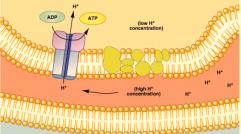 As the H + concentration builds, it provides a H + gradient that passes through a protein channel pore in the membrane that works with ATP synthase to generate ATP in the mitochondrial matrix.