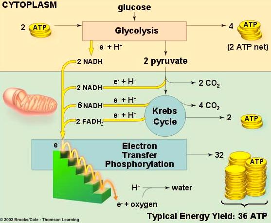 Cell Respiration - 9 How much ATP do we get from oxidizing glucose in aerobic cellular r e s p i r a t i o n?