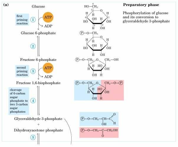 1. Hexokinase reaction: phosphorylation of hexoses (mainly glucose) I. This enzyme is present in most cells. In liver Glucokinase is the main hexokinase which prefers glucose as substrate. II.
