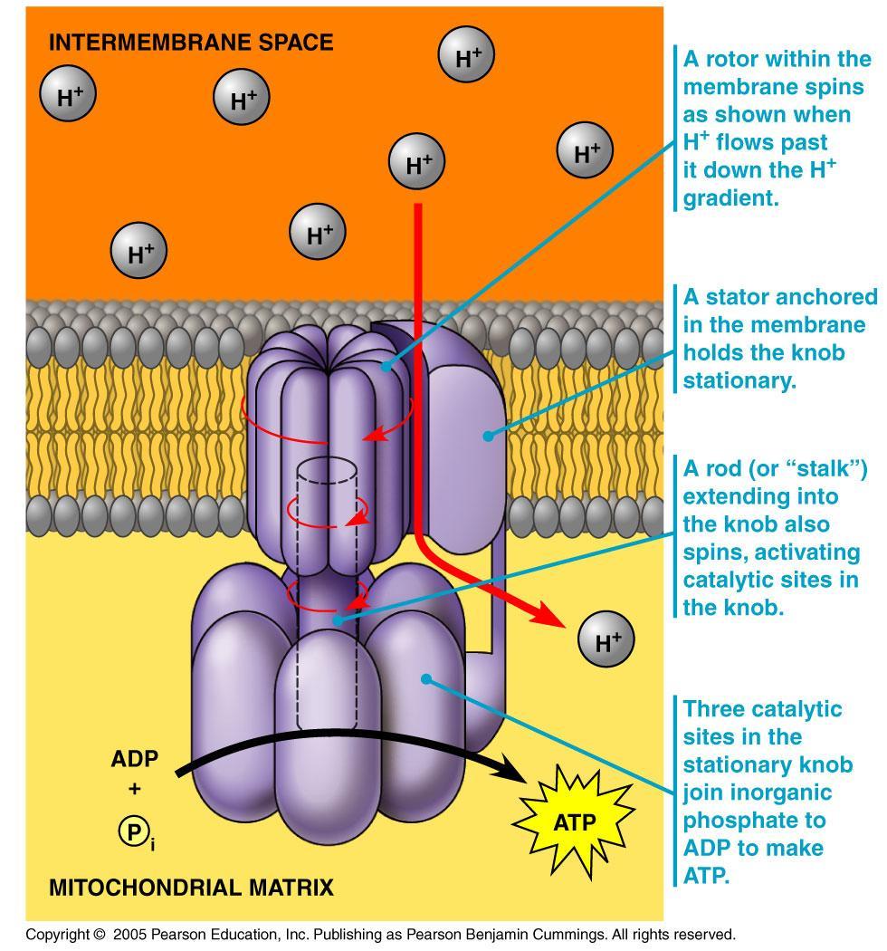 These H+ form an energy gradient along the membrane and ass they pass
