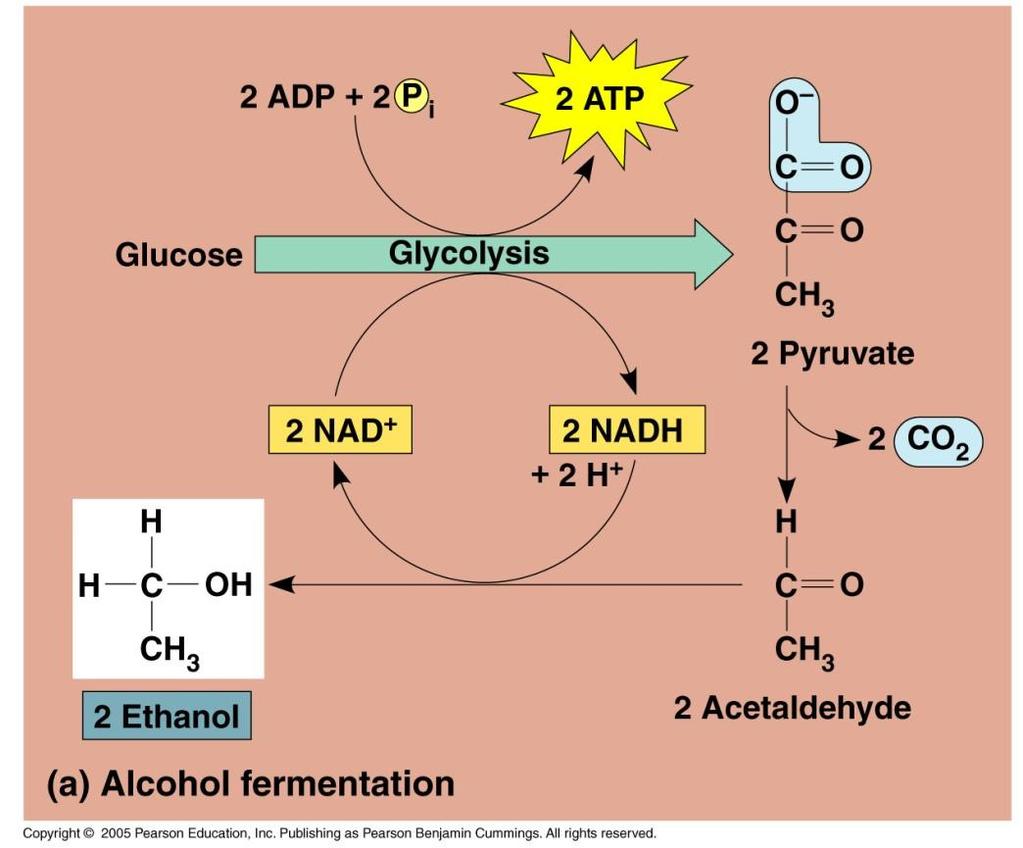 Alcohol fermentation Many bacteria and yeasts under anaerobic conditions