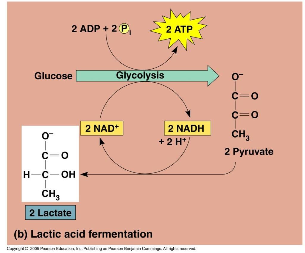 Lactic acid fermentation Human muscle cells Occurs during strenuous exercise when sugar