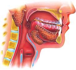 NORMAL DIGESTION Normal digestion The structure of the mouth The tongue, teeth and saliva work together to start the process of digestion.