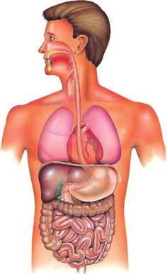 The stomach and intestines Once the food is chewed and softened in the mouth, the tongue pushes it to the back of the throat, where muscles propel it down the oesophagus (or gullet).