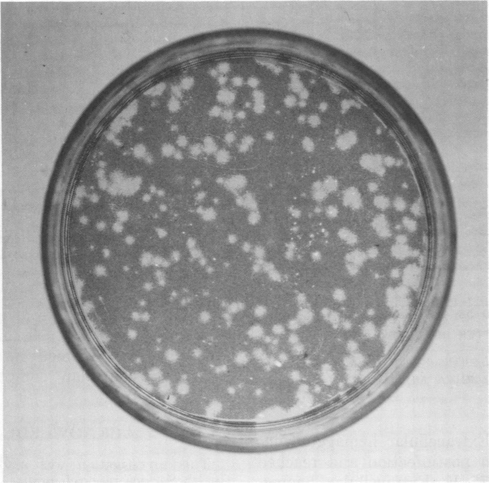 VOL. 7, 1973 BOVINE PARVOVIRUSES 41 FIG. 1. Plaques induced by bovine parvovirus 1 in bovine fetal spleent cells.