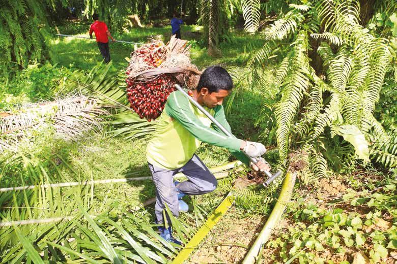 The RSPO Certified Sustainable Palm Oil Supply Chain: How to take part Everything you need to know about
