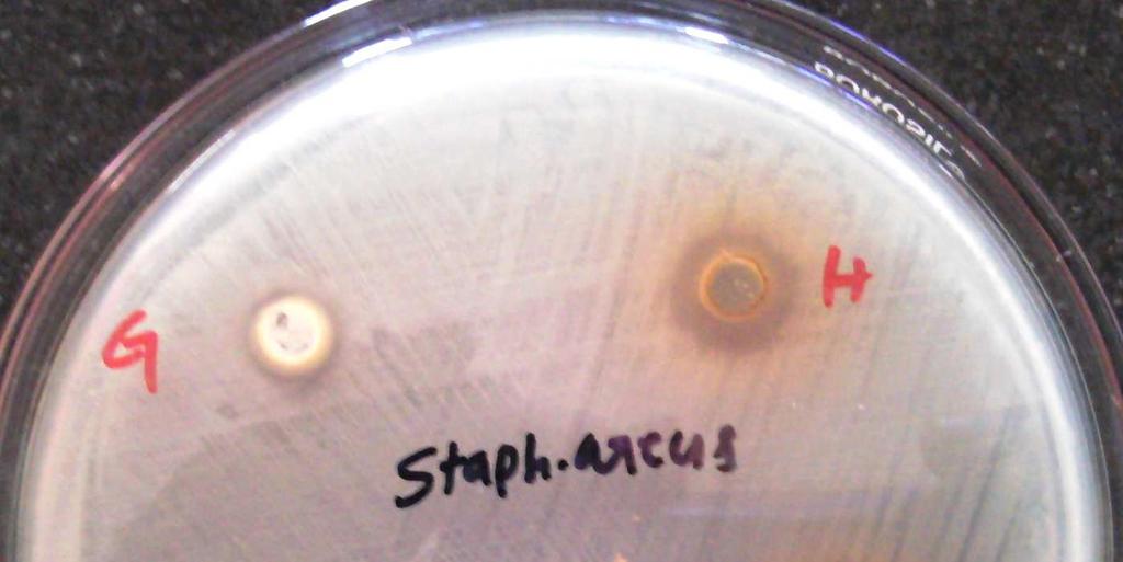 25 0.0390 Staphylococcus