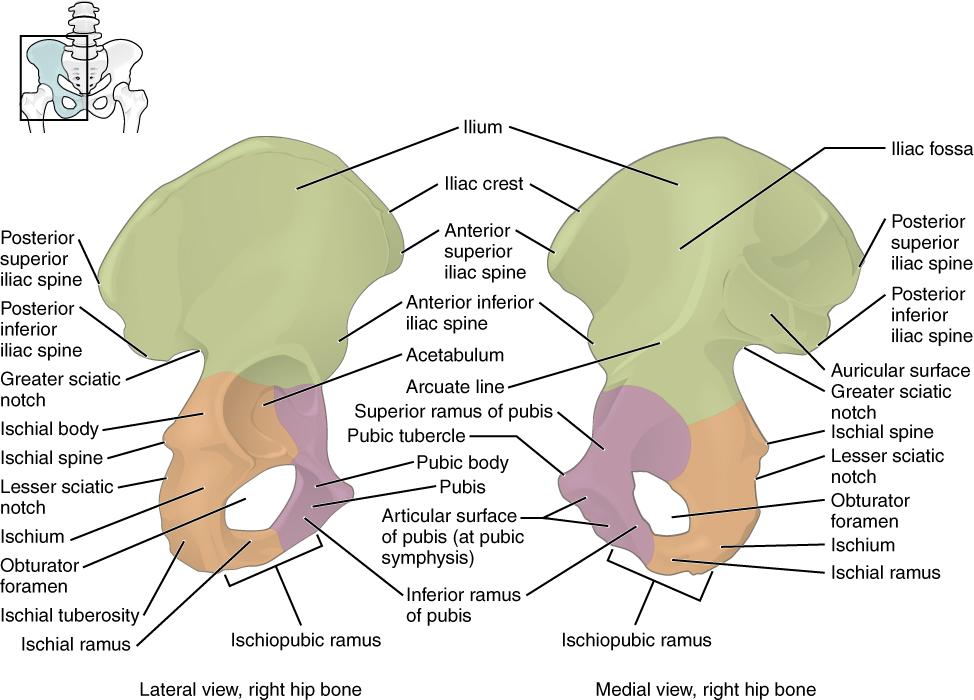 OpenStax-CNX module: m47993 3 The Hip Bone Figure 2: The adult hip bone consists of three regions.