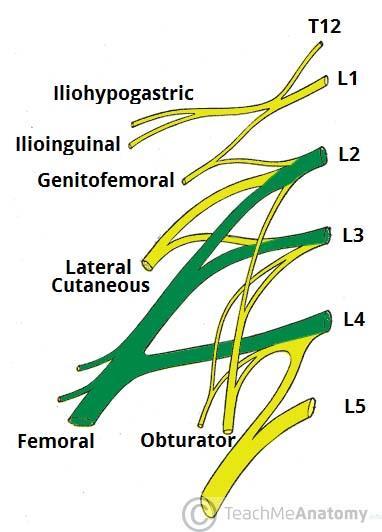 THE LUMBAR PLEXUS: The lumbar plexus is a network of nerve fibres that supplies the skin and musculature of the lower limb.