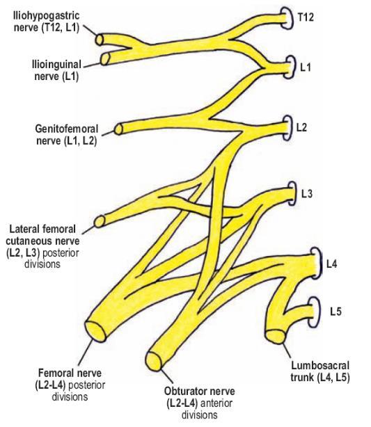 L4: gives 3 branches; THE THIRD ROOT OF THE: - Femoral nerve. - Obturator nerve. - The upper root of the lumbosacral trunk. Details about the nerves will be covered in the next theoretical lecture.