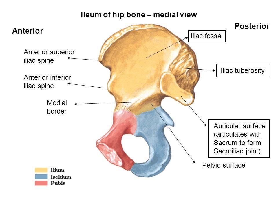 the iliac fossa - Rough area: two parts (as the doctor said); A) Iliac tuberosity B) Auricular surface: the irregular, L-shaped articular surface on the medial aspect of the ilium that