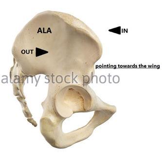 Now, to make sure you have a clearer idea about the wing (ala) of ilium and its components, you can read the following extra but important clarification about it:- THE WING OF ILIUM (OR ALA):- It s