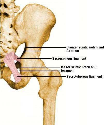 ligaments in the gluteal region 1-