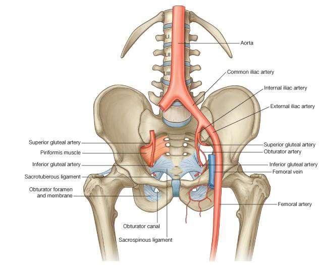 The fact that the pelvis is facing (looking) forward is important to understand how structures passing from the pelvis smoothly join the thigh