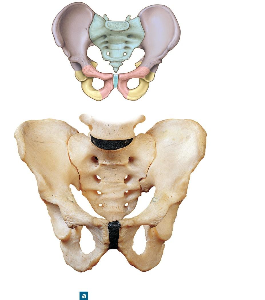 Figure 8-8a The Pelvis of an Adult Male SACRUM COCCYX ILIUM PUBIS ISCHIUM Hip bone (Figure 8 7) Iliac crest L 5 Arcuate line