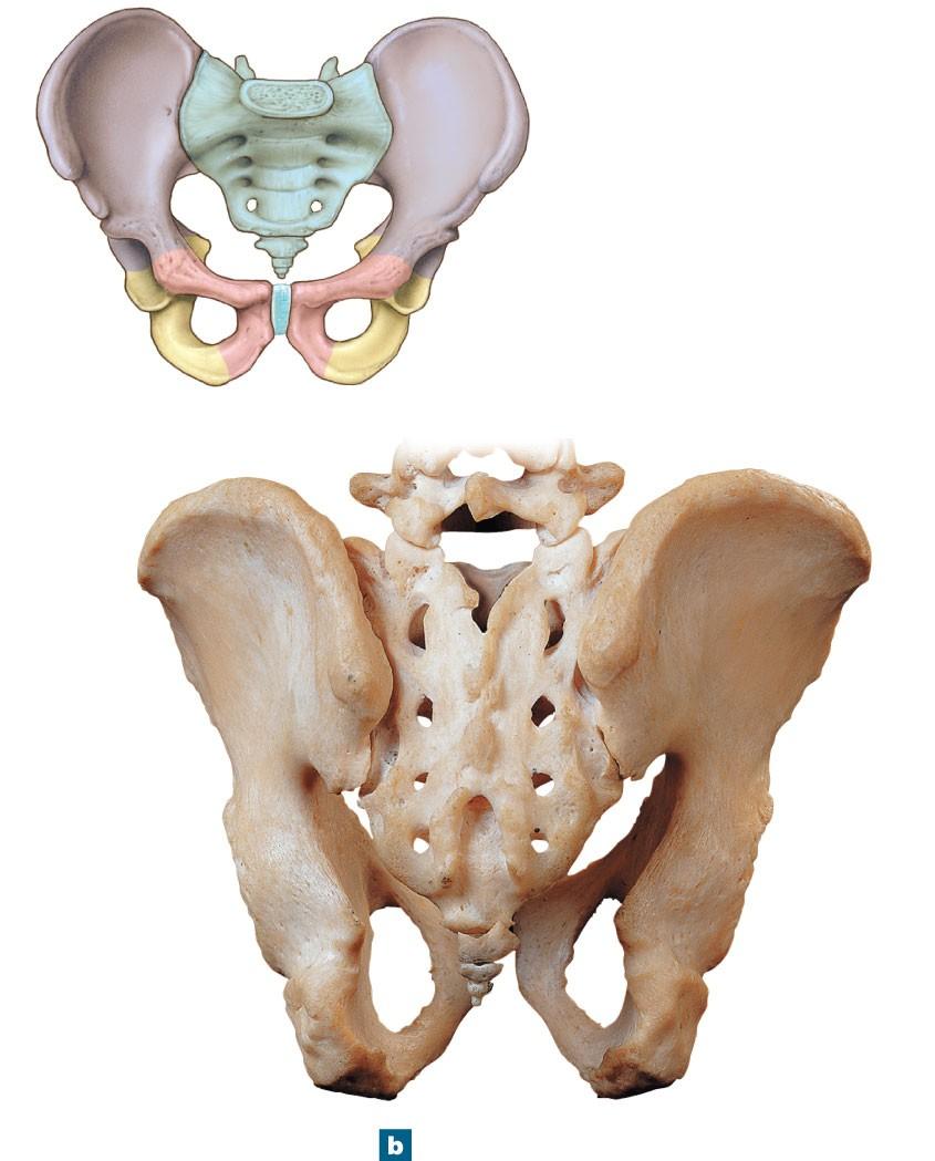 Figure 8-8b The Pelvis of an Adult Male SACRUM COCCYX ILIUM PUBIS ISCHIUM Hip bone (Figure 8 7) Iliac crest L 5 Sacral foramina