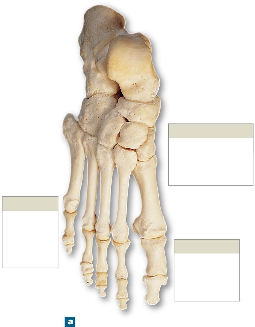 Figure 8-14a Bones of the Ankle and Foot Calcaneus Trochlea of talus Talus Cuboid Navicular Cuneiform bones Lateral V IV III II I