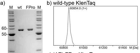 Wild-type KlenTaq: A 1 L culture was grown in LB medium (100 mg/l carbenicillin) to an OD 600 of 0.6. Protein synthesis was induced (1 mm IPTG) and carried out for 5 h.