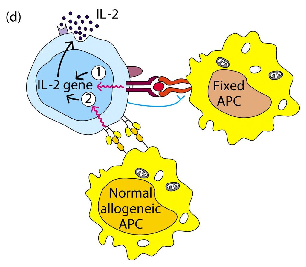 - Signal 2 is the interaction is between CD28 (and CTLA-4) on the helper T cell and B7 on the antigen-presenting cell. This provides a costimulatory activation signal.