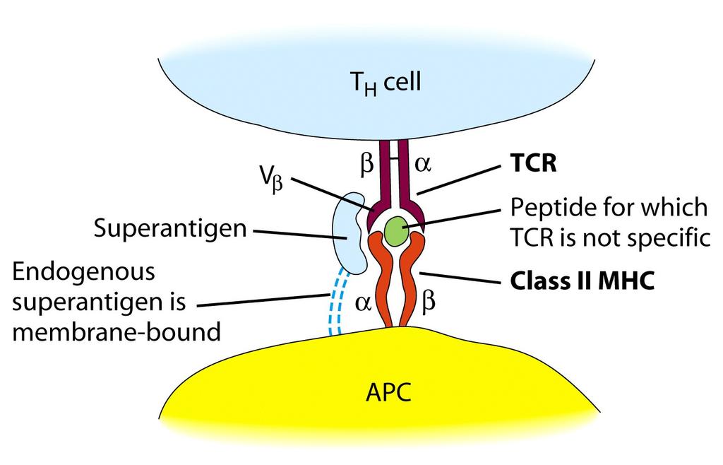 Super Antigens Consequences: Because they cross-link the Vβ domain of the TCR with the Vα domain of the MHC-II, this results in non-specific proliferation and activation.