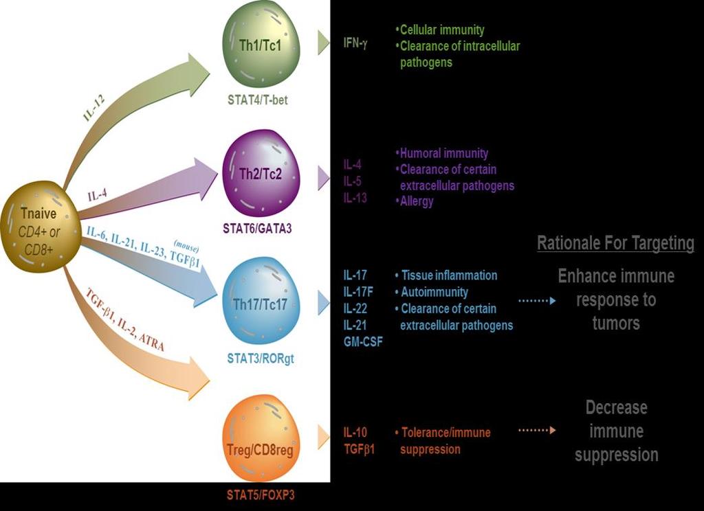 RORgt is Master Transcription Factor for Type 17 T cells Can RORg agonists be used to enhance Type 17 responses and antitumor T
