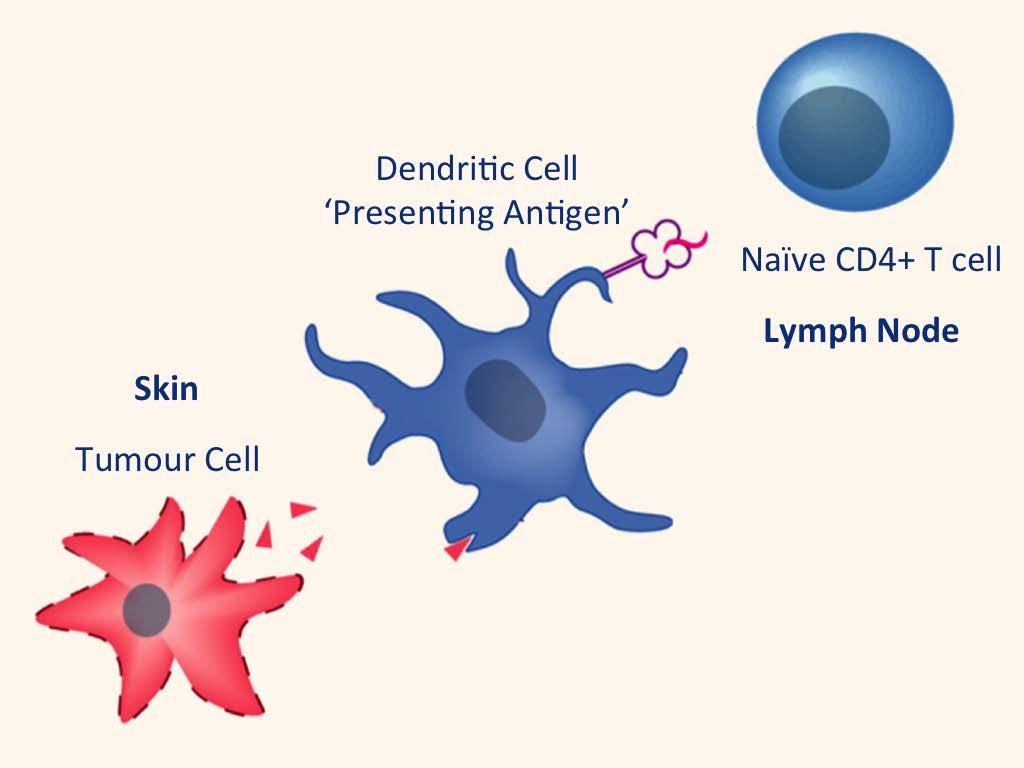 Tumour Immunity DCs acquire melanoma antigens and traffic to skin draining lymph
