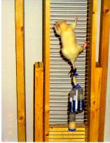 Resistance Training, Muscle Mass and Function in the Rat 82 used as resistance exercise. Rats were familiarized with the exercise for three days.