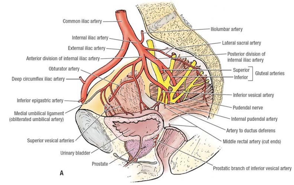 Internal iliac artery Most common- SGA Usual bleeding is from venous plexus.