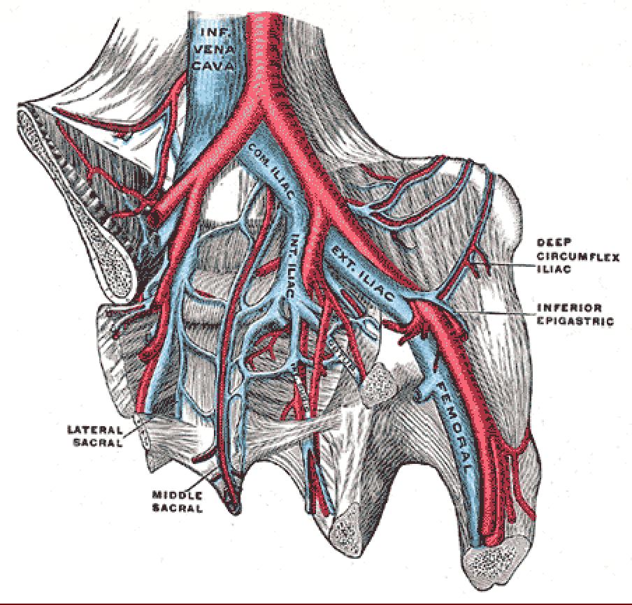 Pelvic anatomy Proximity