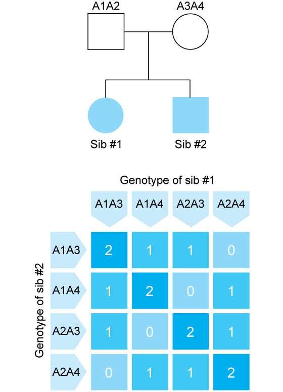 Number of alleles shared in sibs: ¼ (2 alleles) + ½ (1 allele) + ¼ (0 alleles) =